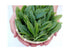 Thé vert genmaicha premium